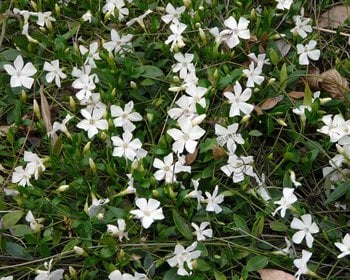 Vinca minor 'Miss Gertrude Jekyll'