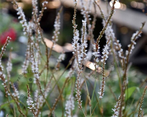 Persicaria amplexicaulis 'Alba'