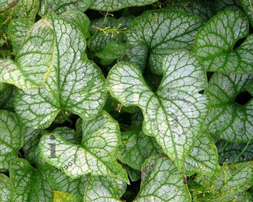 Brunnera macrophylla 'Jack Frost'