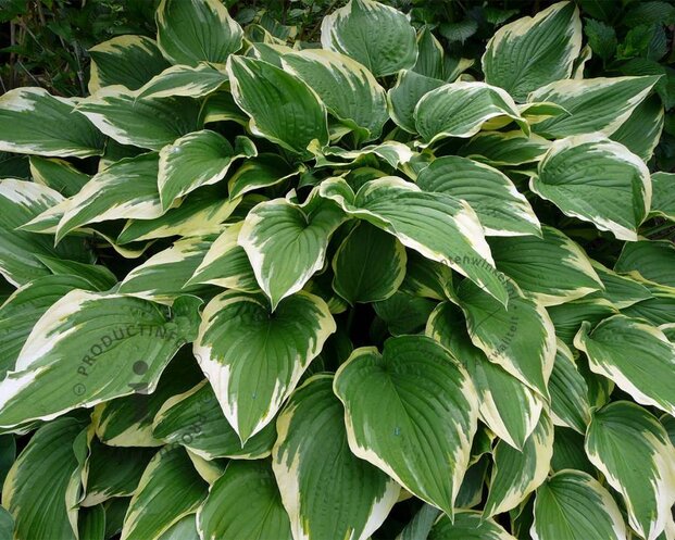 Hosta fortunei 'Aureomarginata'