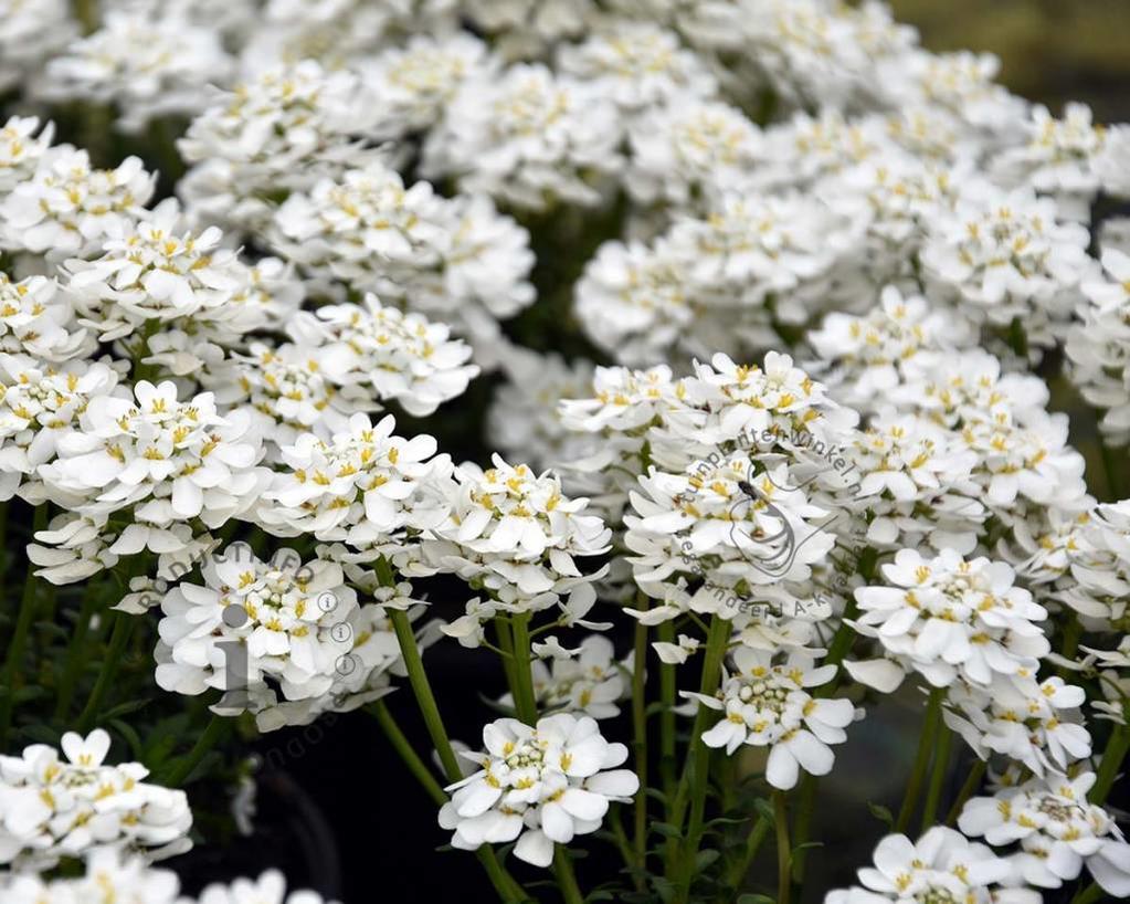 Iberis sempervirens 'Weisser Zwerg'