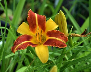 Hemerocallis 'Frans Hals'