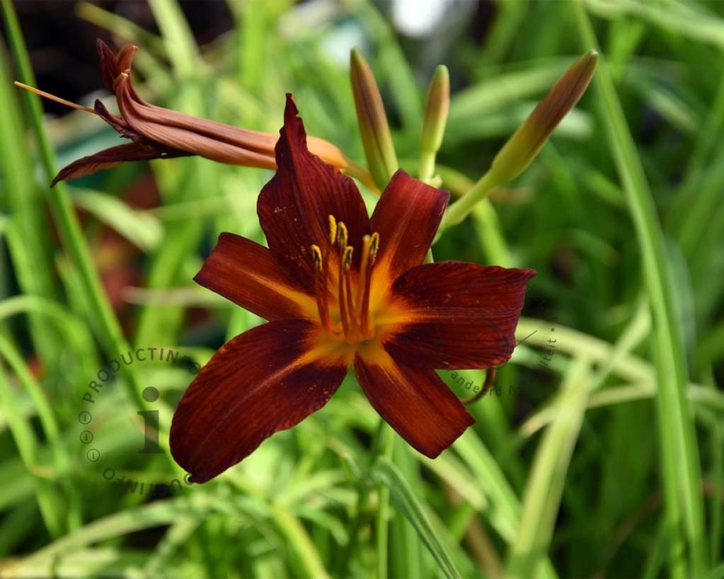 Hemerocallis 'Sammy Russell'