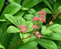 Rodgersia pinnata