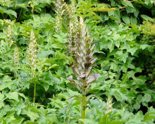 Acanthus mollis