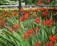 Crocosmia 'Lucifer'