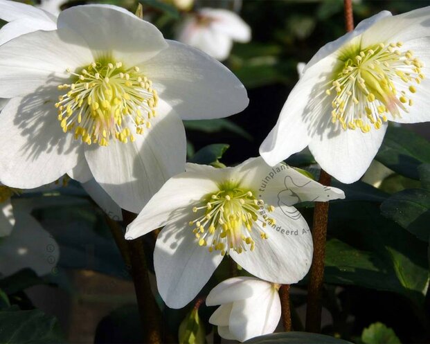 Helleborus niger