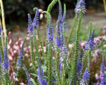 Veronica longifolia 'Blauriesin'