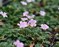 Erodium 'Roseum'