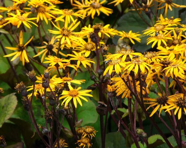 Ligularia dentata 'Othello'