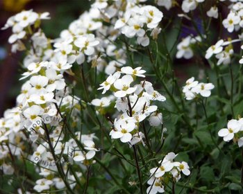 Arabis caucasica 'Snowcap'