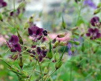 Geranium phaeum