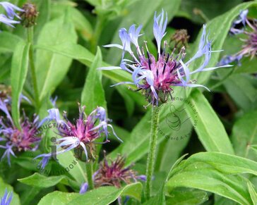 Centaurea montana 'Grandiflora'
