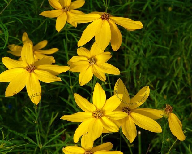 Coreopsis verticillata