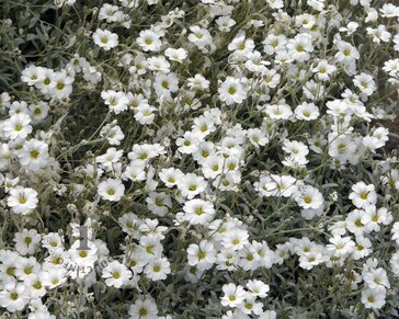 Cerastium tomentosum var columnae