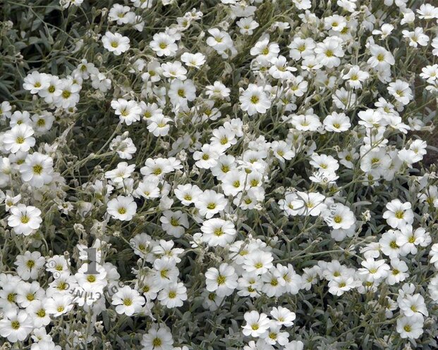 Cerastium tomentosum var columnae