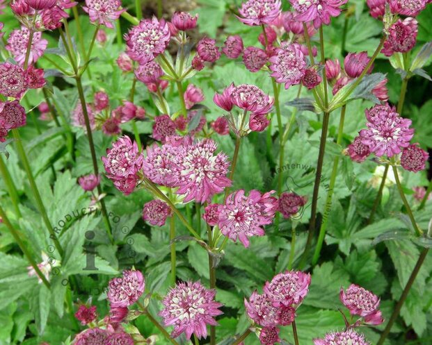 Astrantia major 'Claret'