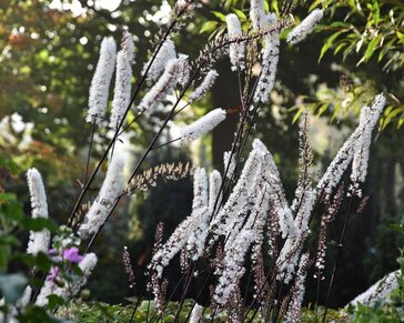 Cimicifuga ramosa 'Atropurpurea'