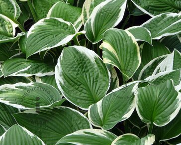 Hosta fortunei 'Francee'