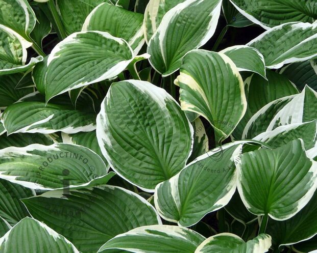 Hosta fortunei 'Francee'