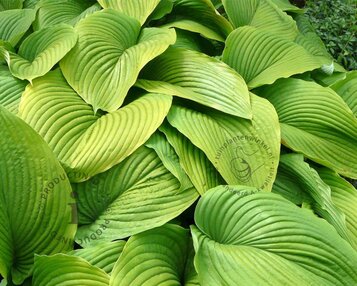 Hosta 'Sum and Substance' image