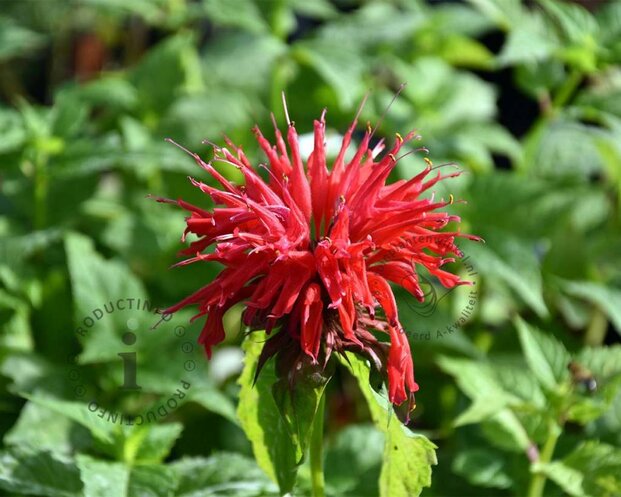 Monarda 'Cambridge Scarlet'