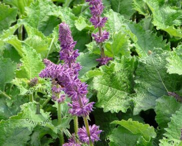Salvia verticillata 'Purple Rain'