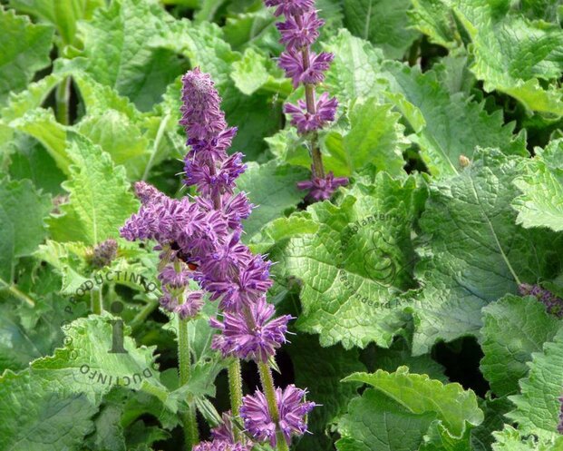 Salvia verticillata 'Purple Rain'