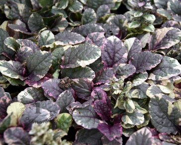 Ajuga reptans 'Burgundy Glow'