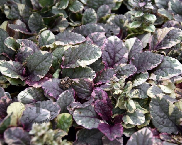 Ajuga reptans 'Burgundy Glow'