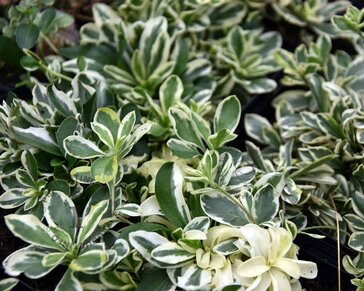 Arabis ferdinandi-coburgii 'Variegata'