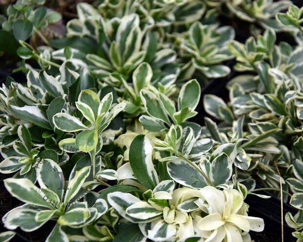 Arabis ferdinandi-coburgii 'Variegata'