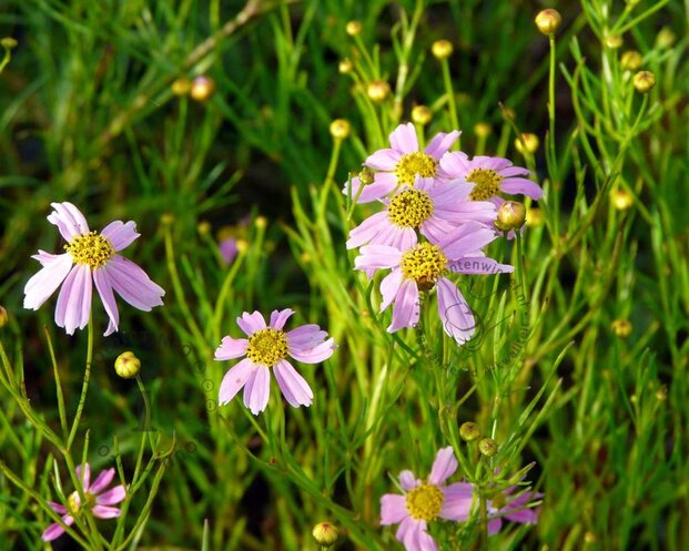 Coreopsis rosea 'American Dream'