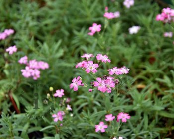 Gypsophila repens 'Rosea'