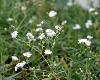 Gypsophila repens 'Alba'