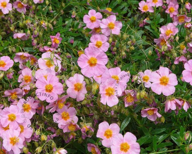 Helianthemum 'Lawrenson's Pink'