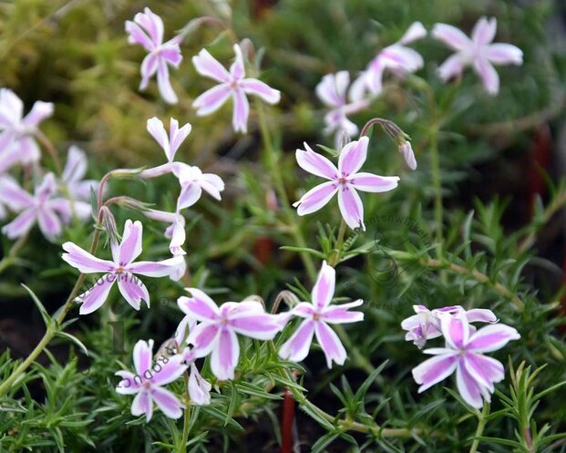 Phlox subulata 'Candystripes'