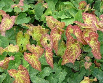 Epimedium perralchicum 'Frohnleiten'