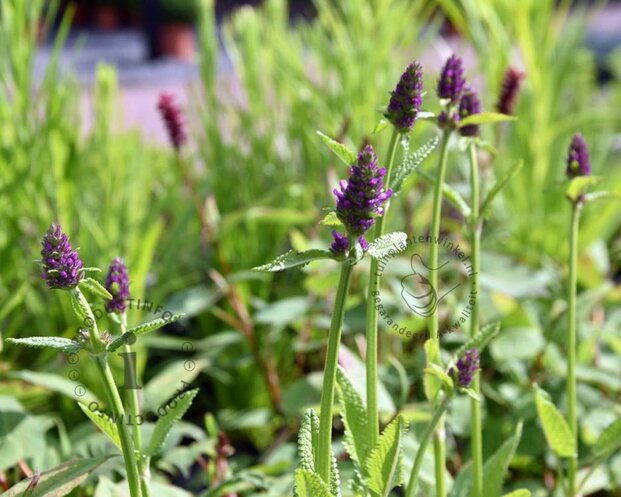 Stachys monieri 'Hummelo'