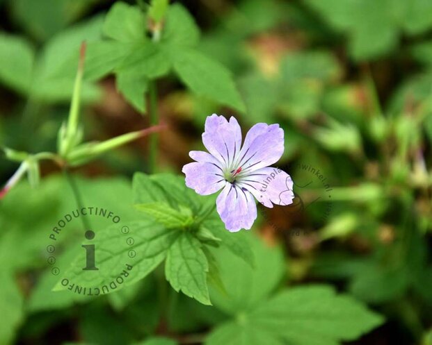 Geranium nodosum