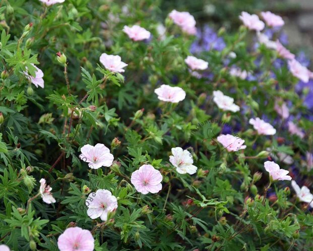 Geranium sanguineum var striatum