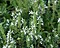 Salvia nemorosa 'Schneehugel'