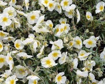 Helianthemum 'The Bride'