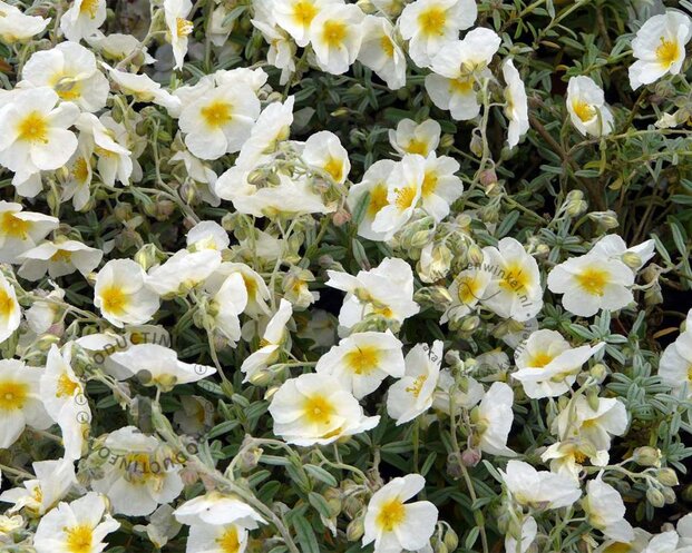 Helianthemum 'The Bride'