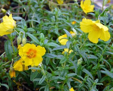 Helianthemum 'Golden Queen'