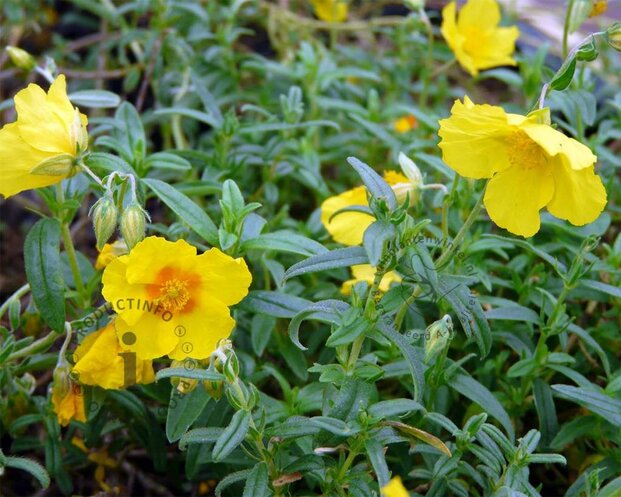 Helianthemum 'Golden Queen'