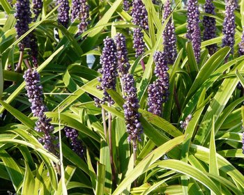 Liriope muscari 'Gold Banded'