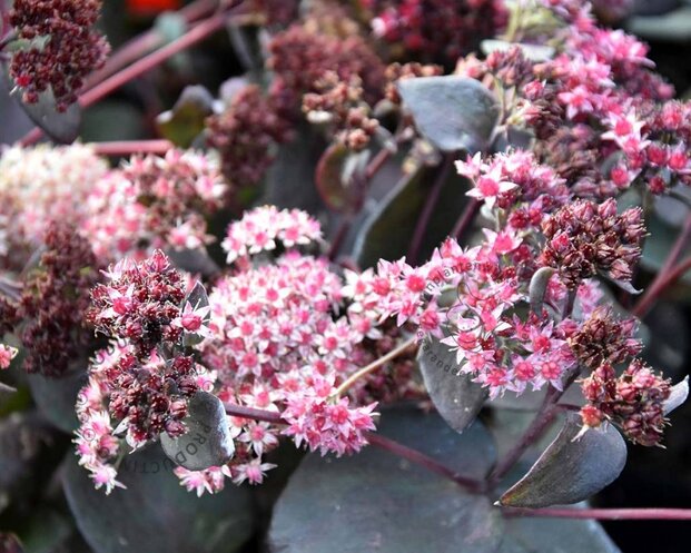 Sedum 'José Aubergine'