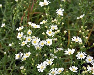Aster pringlei 'Monte Cassino'