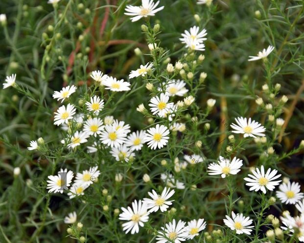 Aster pringlei 'Monte Cassino'